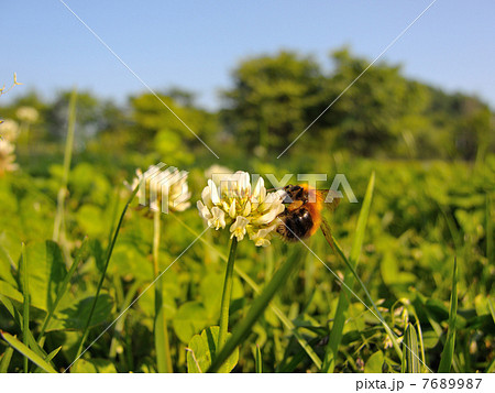 マルハナバチ 7689987