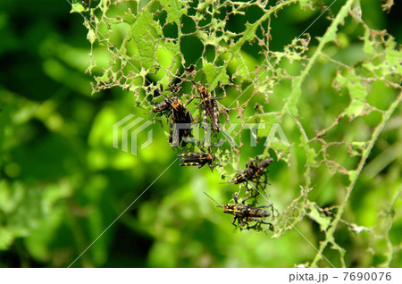 バッタ バッタ 7690076