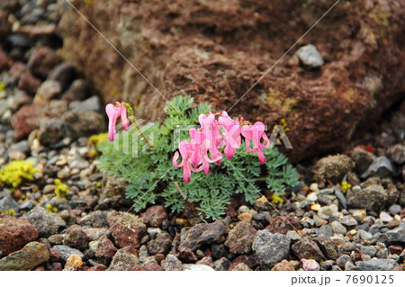 コマクサ コマクサ 7690125