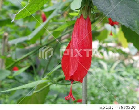 ウナズキヒメフヨウ 7690520