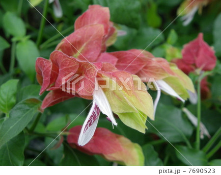 コエビソウ 7690523