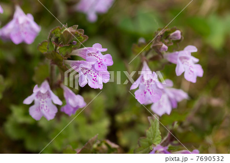 カキドオシ カキドオシ 7690532