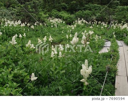 蔵王の湿原に咲くコバイケソウ 蔵王の湿原に咲くコバイケソウ 7690594