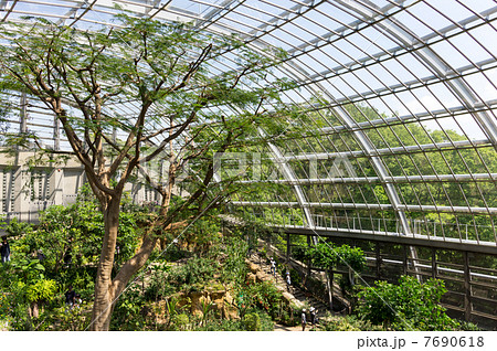 蝶ドーム 青空と熱帯の木 多摩動物公園の写真素材