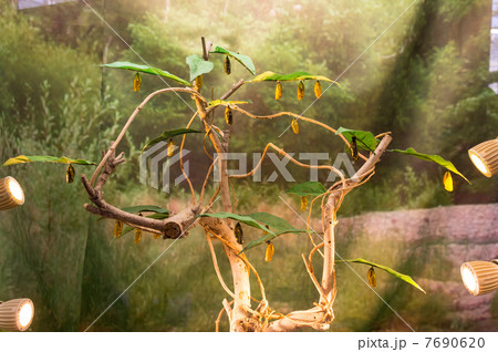 蝶のさなぎ　多摩動物公園 7690620