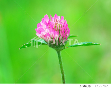 ムラサキツメクサ 7690702