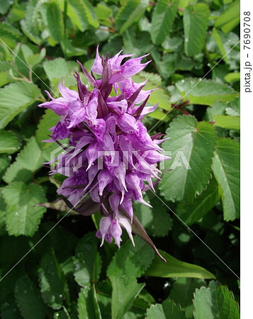 高山の貴婦人ハクサンチドリ 高山の貴婦人ハクサンチドリ 7690708