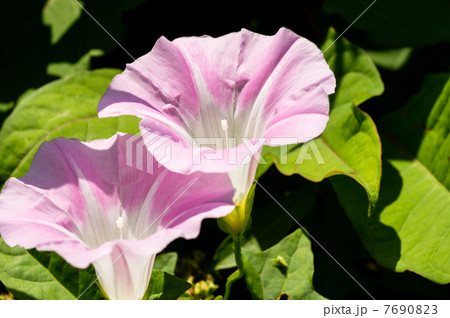ヒルガオ ヒルガオ 7690823