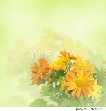 Chrysanthemum floral background 7690847