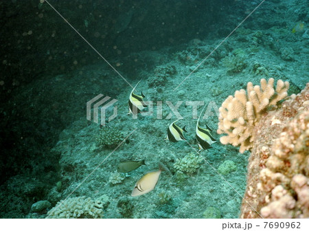 ダイビング ダイビング 7690962