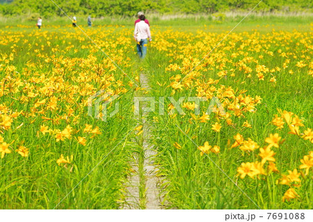 ベンセ湿原とニッコウキスゲ 7691088