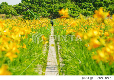 ベンセ湿原とニッコウキスゲ 7691097