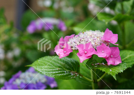 紫陽花の花 紫陽花の花 7691344