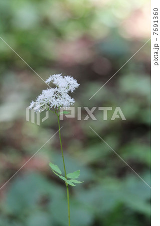 ミヤマヤラマツ 7691360