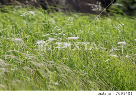 チガヤ チガヤ 7691401