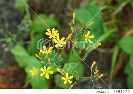 野の花・路傍で気軽に出会えるニガナの可憐な花・俯瞰気味横位置 7691577