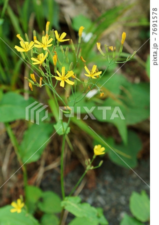 野の花・路傍で気軽に出会えるニガナの可憐な花・縦位置 7691578