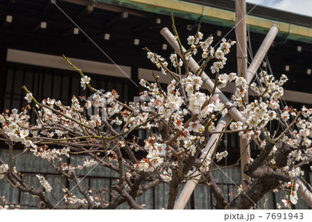 京都大宮御所御常御殿　南庭の白梅 7691943