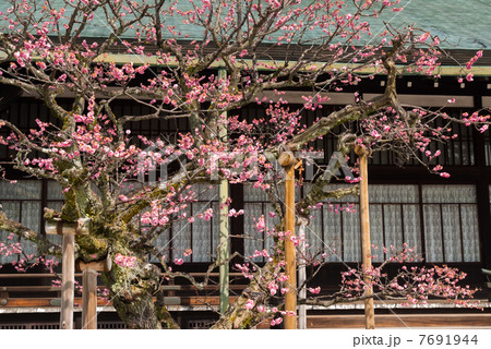 京都大宮御所御常御殿　南庭の紅梅 7691944