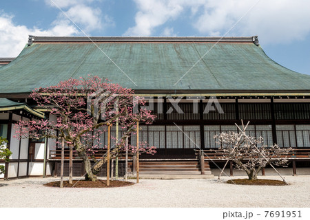 京都大宮御所御常御殿 南庭の紅梅白梅の写真素材