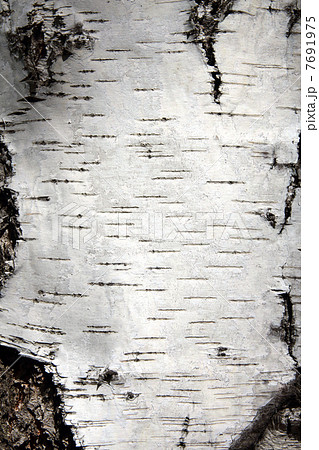 birch trunk bark 7691975