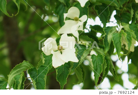 初夏の樹花 丸い小花を包むヤマボウシの４枚の白い総苞片 葉 横位置ややアップの写真素材
