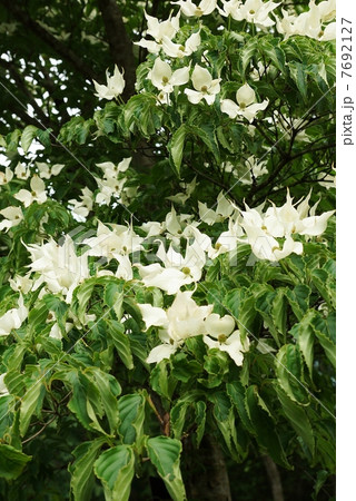 初夏の樹花 丸い小花を包むヤマボウシの４枚の白い総苞片 葉 縦位置たくさんの写真素材