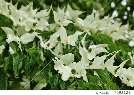 初夏の樹花 丸い小花を包むヤマボウシの４枚の白い総苞片 葉 横位置たくさんの写真素材