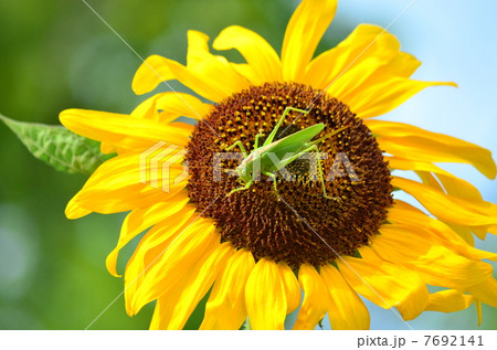 バッタと向日葵 バッタと向日葵 7692141