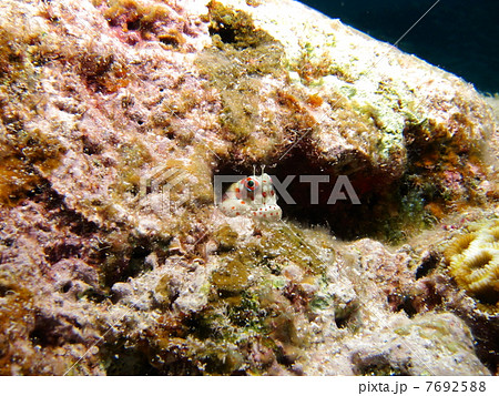 モンツキカエルウオ モンツキカエルウオ 7692588