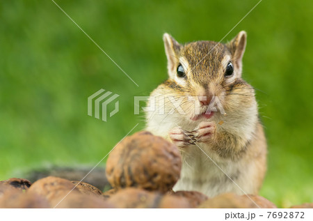 頬張るシマリス 7692872