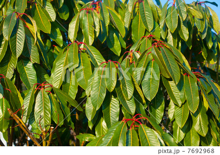 ゆずりは 7692968