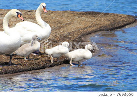 水に入る白鳥の三兄弟と親白鳥 7693050