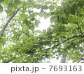 木漏れ日 7693163