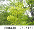 新緑 7693164