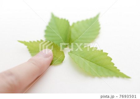 木の葉と指 7693501