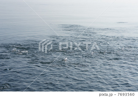 ナブラ湧く ナブラ湧く 7693560