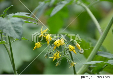 トマトの花 トマトの花 7693789
