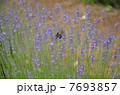 ラベンダーパーク多可 7693857
