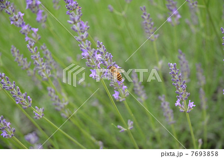 ラベンダーパーク多可 ラベンダーパーク多可 7693858