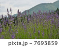ラベンダーパーク多可 7693859
