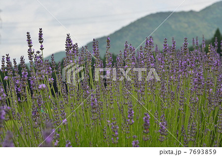 ラベンダーパーク多可 7693859