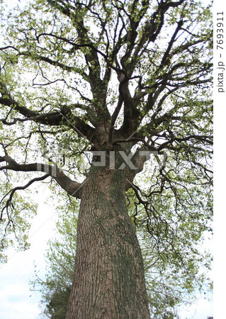 巨樹（楠） 7693911