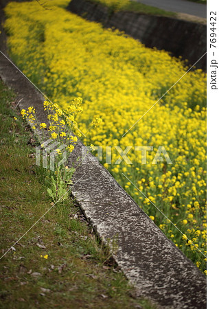 菜の花 菜の花 7694422