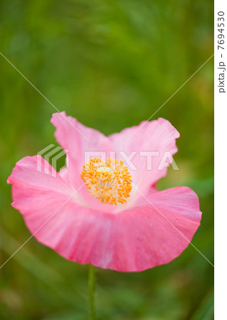 春の花 春の花 7694530