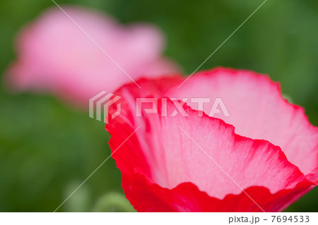 春の花 春の花 7694533