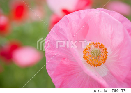 春の花 春の花 7694574