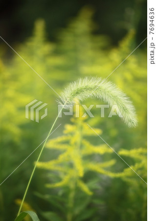 狗尾草 7694636