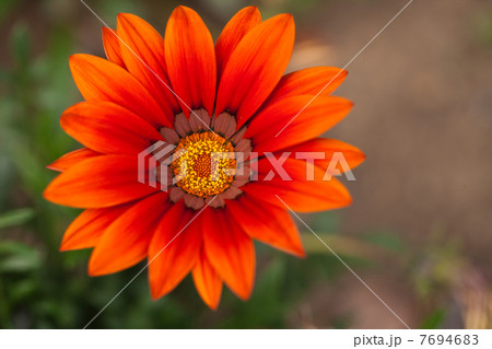 ガザニア 7694683