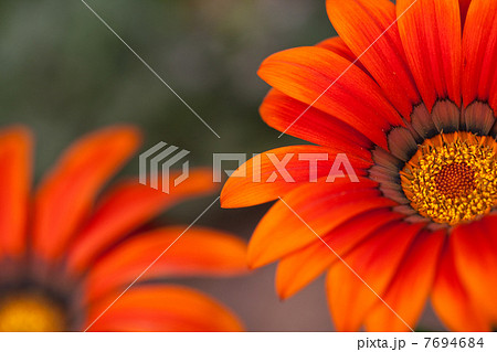 ガザニア ガザニア 7694684